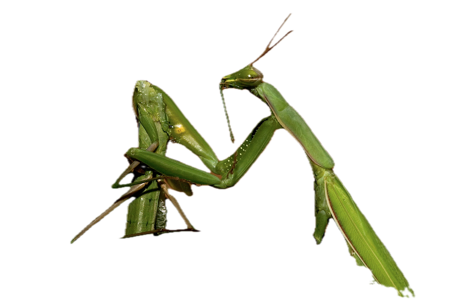 prince Harry as praying mantis